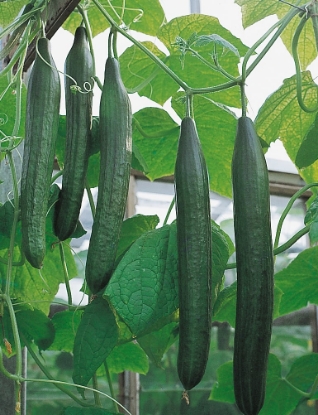 Picture of Organic Cucumber Flamingo F1